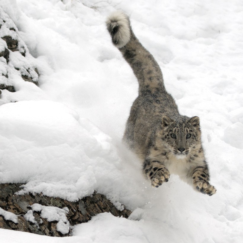 Snow leopards have padded paws that allow them to walk on snow. Snow leopard jumping off a mountain