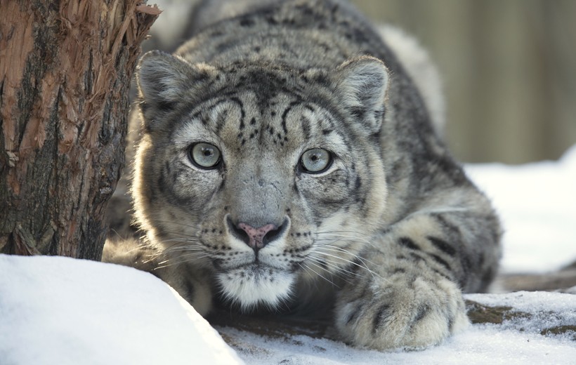 Snow leopards often ambush unsuspecting prey from above. Snow leopard observing prey