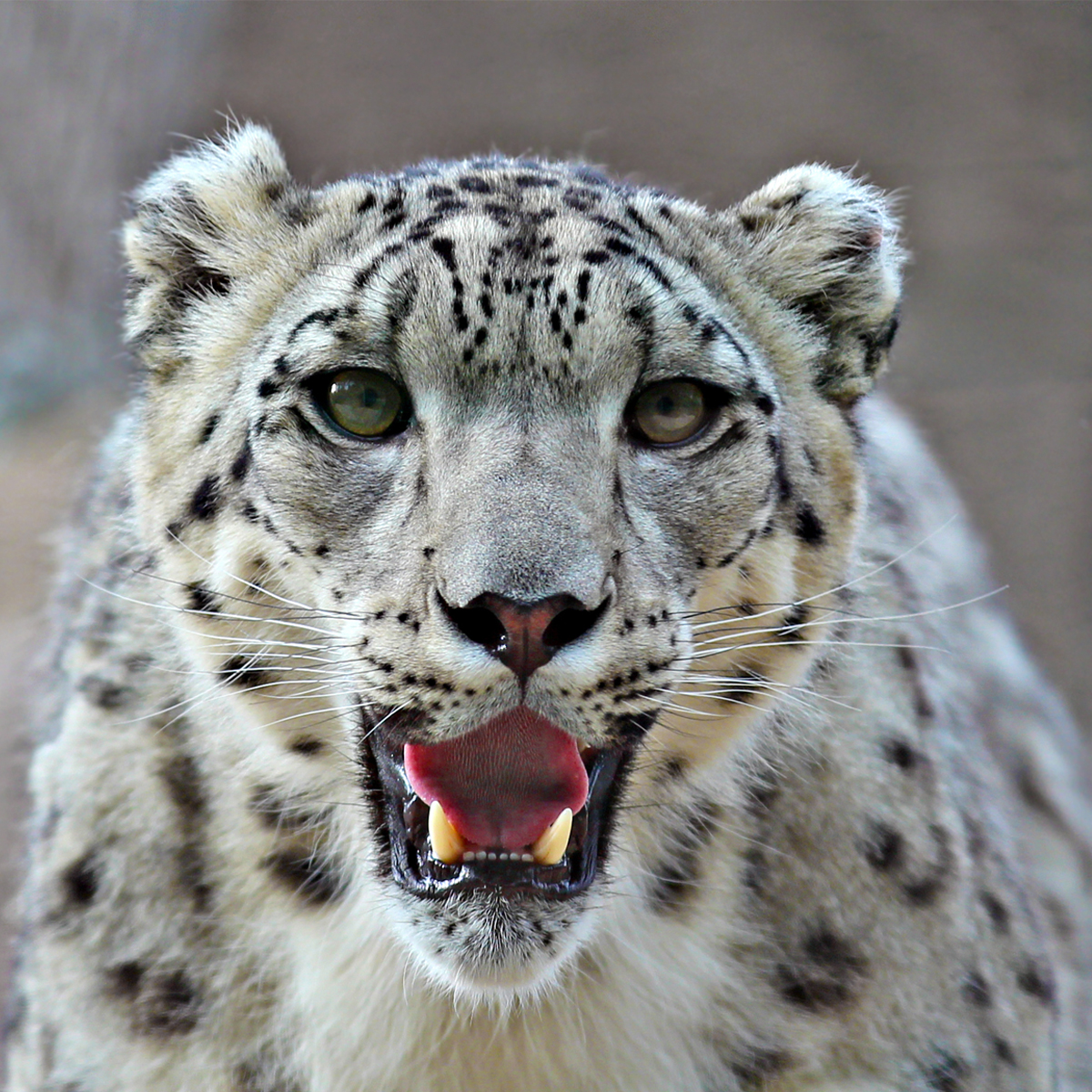 Fidanzata Tacco Creatura snow leopard scientific name Centro ...