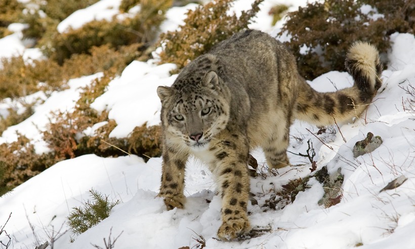 The IUCN listed the snow leopard as an endangered species snow leopard walking on a hill