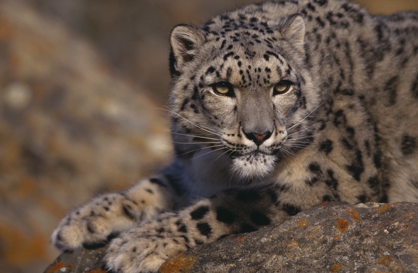 Snow leopard on rock