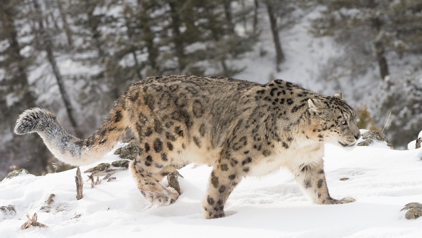 Snow leopard walking on a snowy hillside