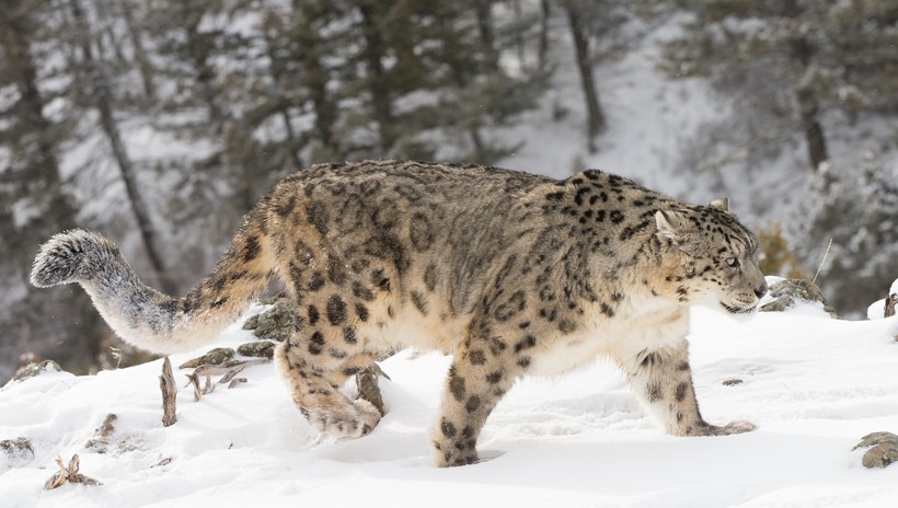 Very little is known about the snow leopard, except the fact that its population is under enormous threat of extinction. Snow leopard walking on a snowy hillside