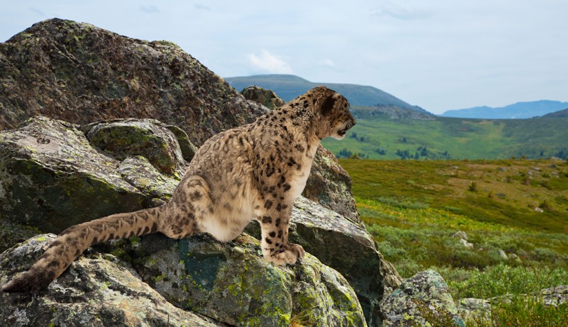 In the rugged mountains, the snow leopards climb higher and ambush the unsuspecting prey from above. Snow leopard on a hill looking out for prey