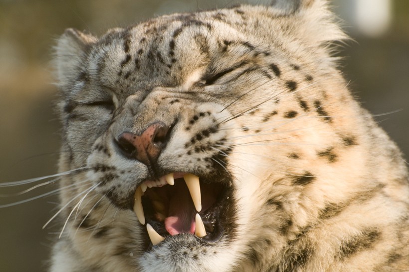 Snow leopards cannot roar like lions, tigers or leopards. Instead, they make small sounds like mewing and chuffing. Closeup head yawning snow leopard