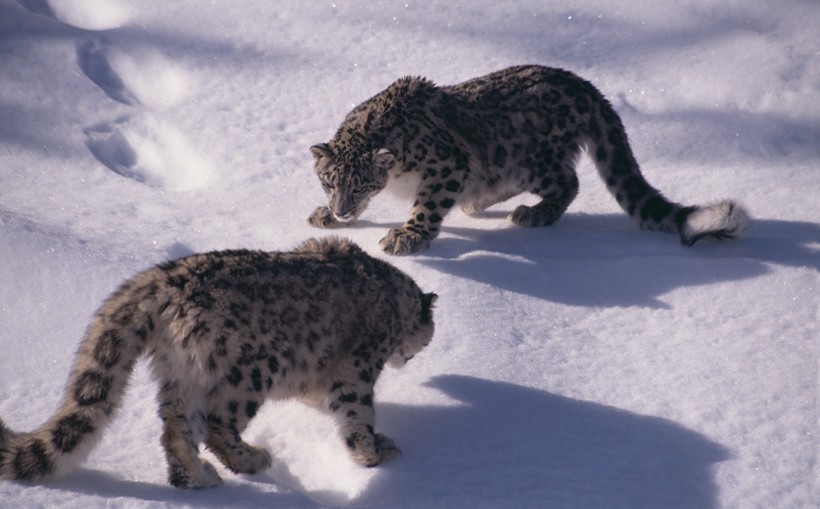 Snow leopards facing off