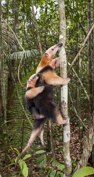 southern tamandua mother with young climbing a tree