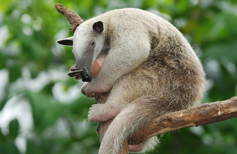 Southern tamandua resting in a tree