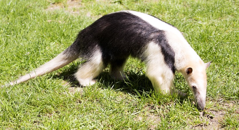 southern tamandua in open grass