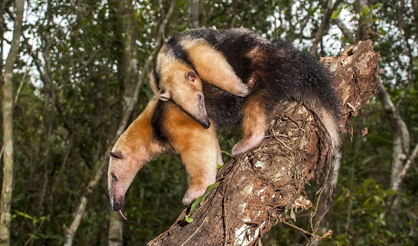 Southern tamandua mother with child on her back