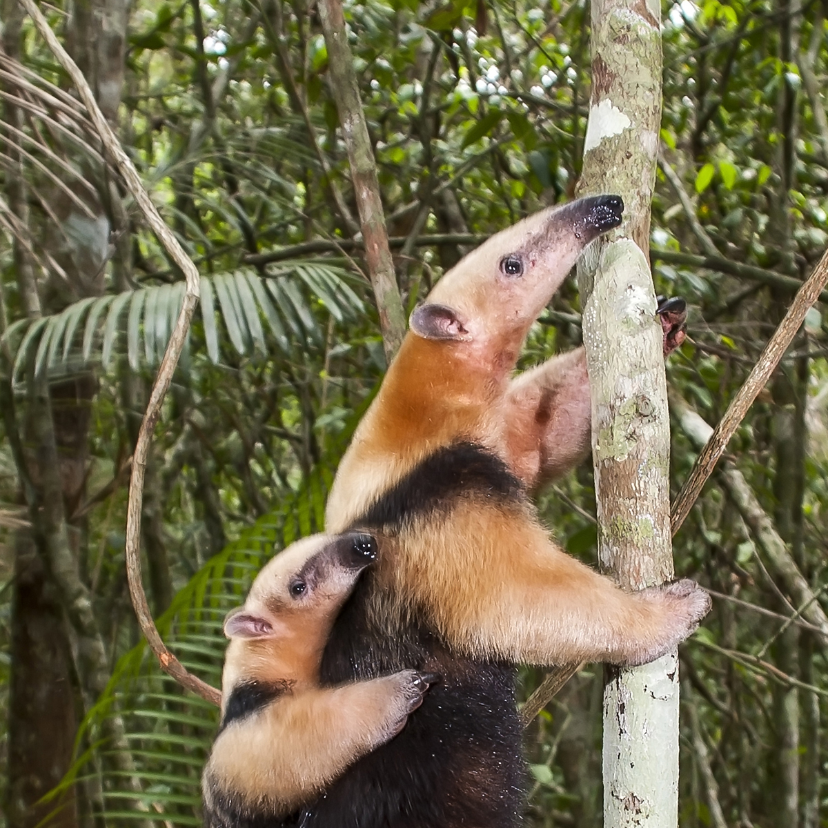 Southern Anteater (Tamandua tetradactyla) in defensive position