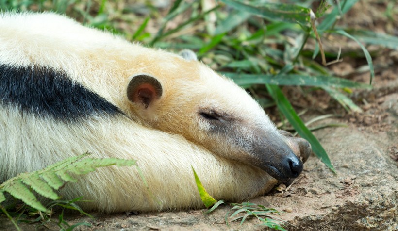 Southern Tamandua taking a nap after lunch