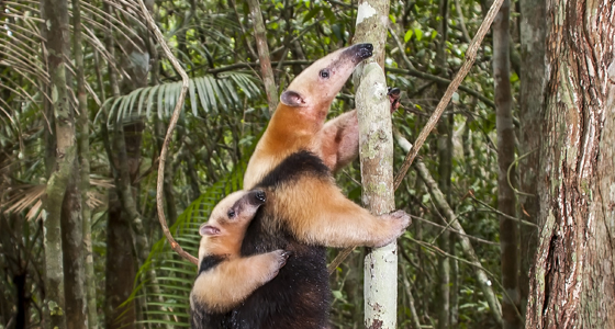 Southern Tamandua Anteater Tamandua Tetradactyla Threat Pose 