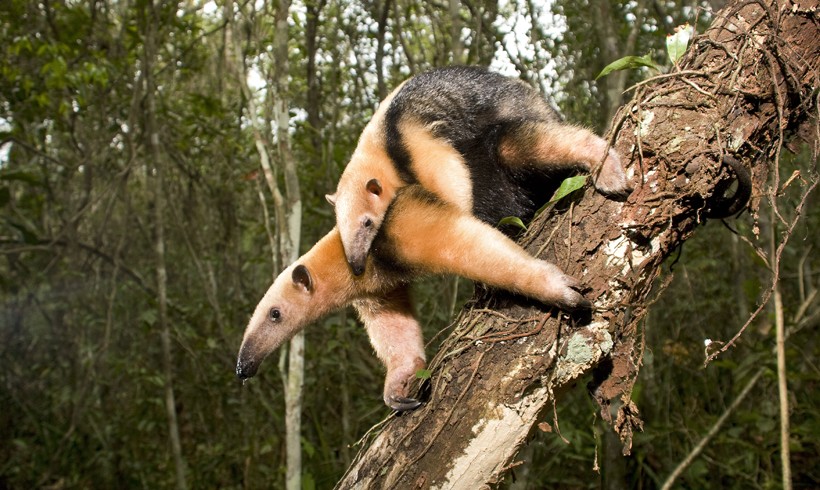 Southern tamandua walking on a branch