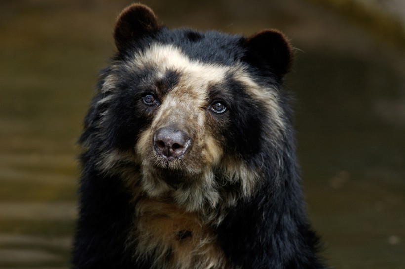 Closeup head spectacled bear