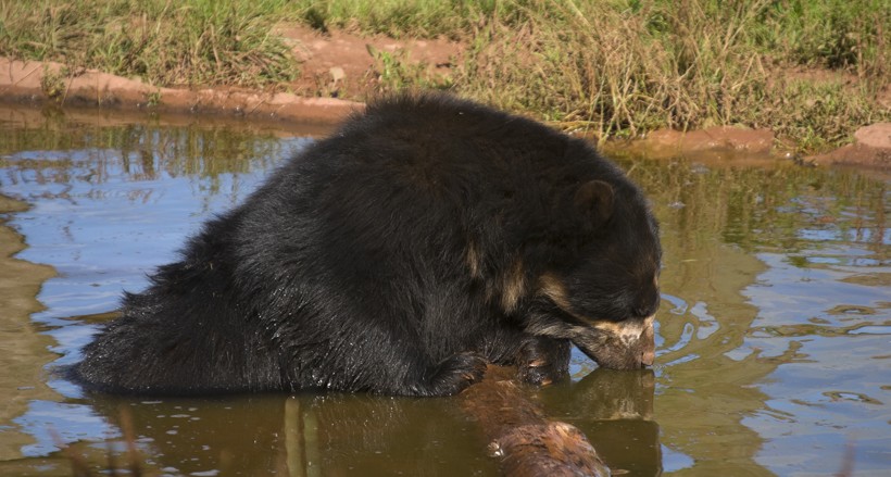 Spectacled bear drinking water