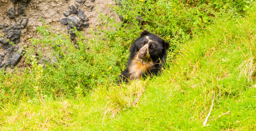 Spectacled bear head behind grasshill