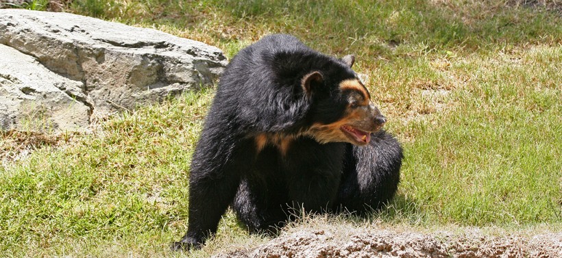 Spectacled bear sitting