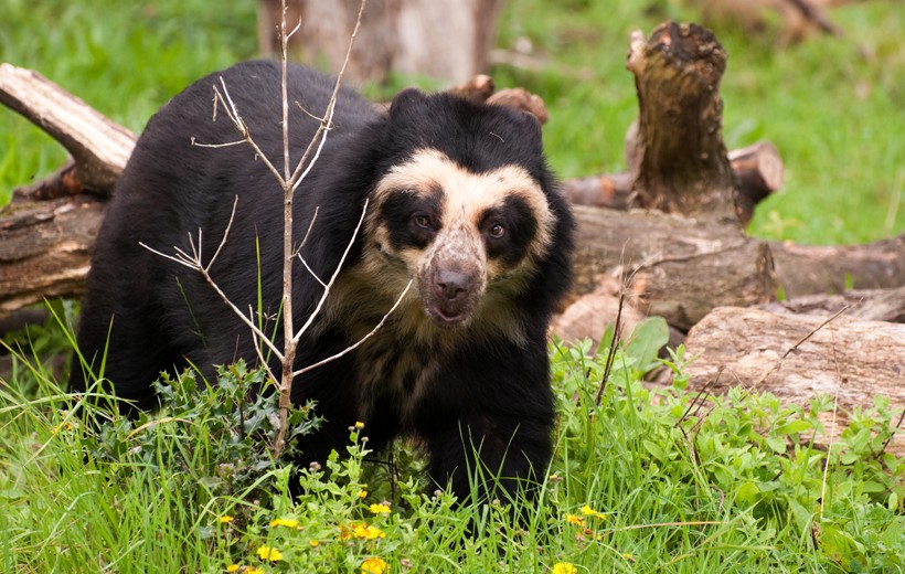 spectacle of the spectacled bear beautifully visible