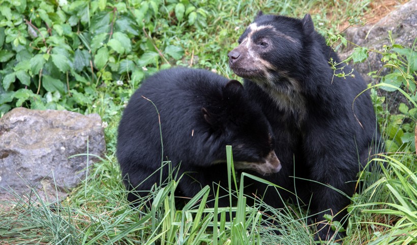 two spectacled bears