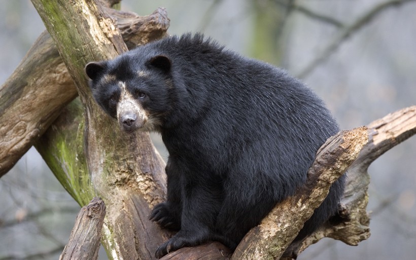 Spectacled bear sitting in a tree