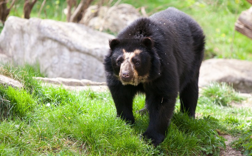 Spectacled bear walking