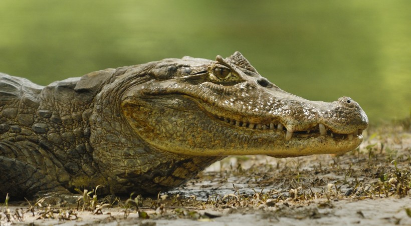 Spectacled Caiman Basking in the sun