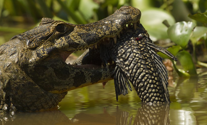 The spectacled caiman eats a variety of invertebrates that mostly consist of fish, crustaceans, insects, snails, shrimps, snakes, lizards and turtles. Spectacled Caiman catching a fish, Brazil
