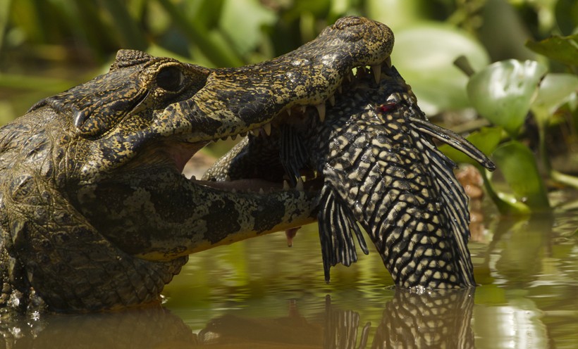 Spectacled Caiman catching a fish, Brazil