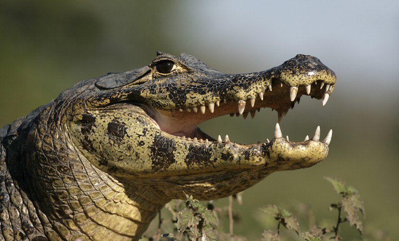 Th spectacled caiman is a medium sized caiman that can adapt to both fresh- and salt-water habitat Closeup head Spectacled Caiman