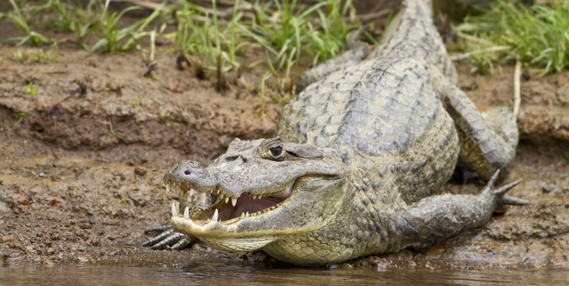 Brown Caiman, Costa Rica Caiman crocodilus fuscus