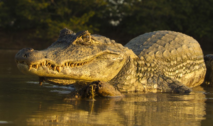 The Spectacled caiman gets its name from the bony ridge that exists along the front of its eyes giving an appearance that is similar to wearing a pair of spectacles. Spectacled Caiman in freshwater