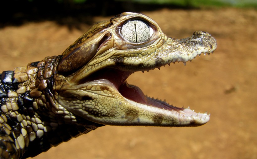 The newborns' gender is determined by the temperature of the nest. Newborn spectacled caiman hatchling