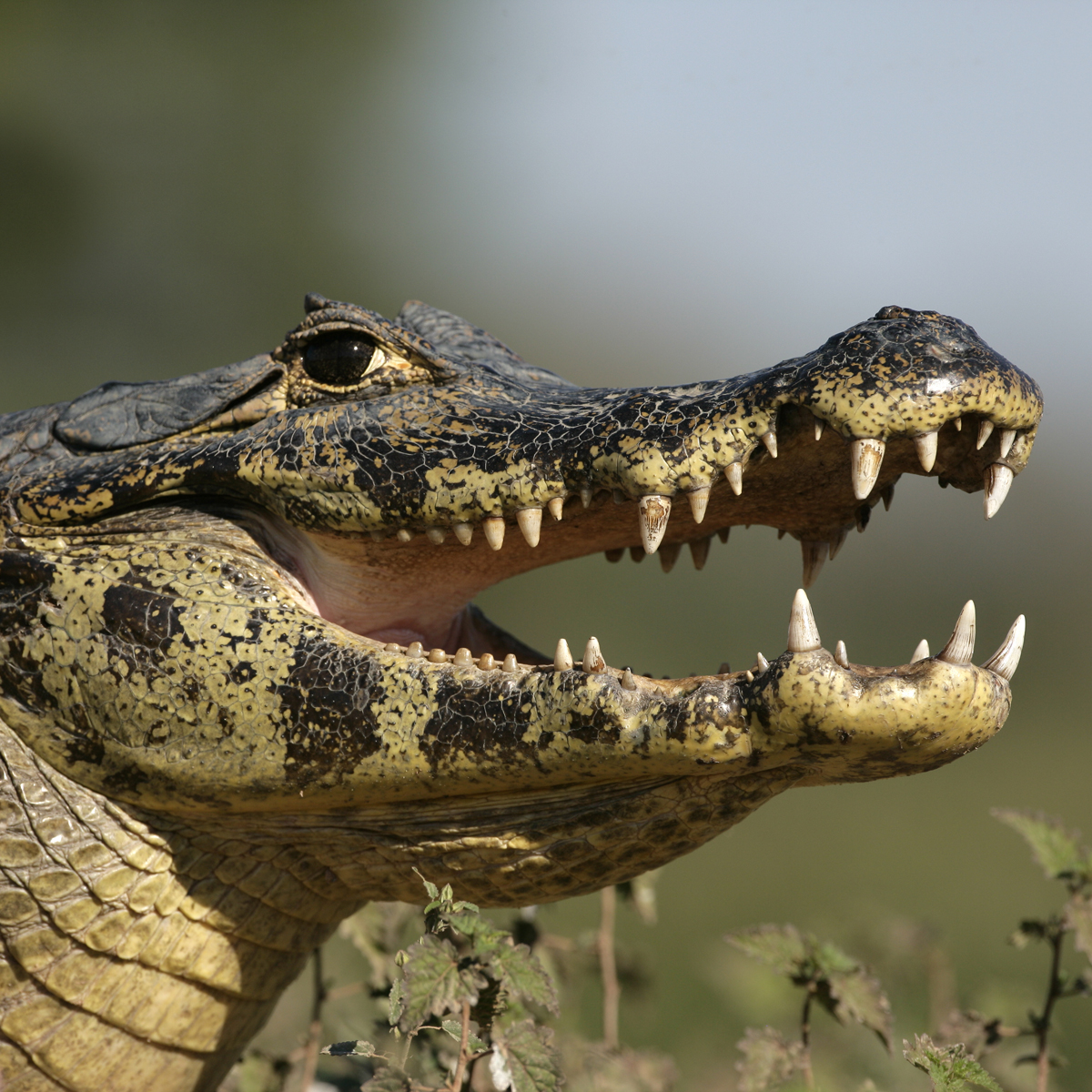Spectacled Caiman Range