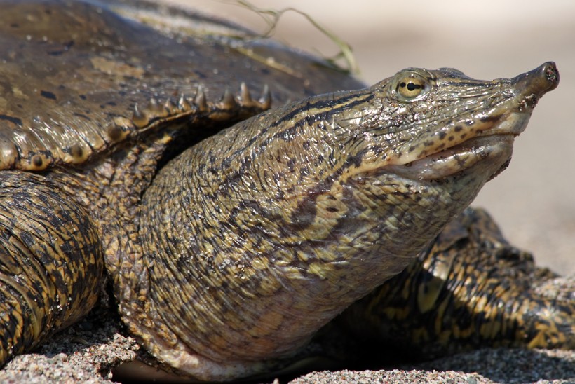 Spiny softshell turtles are the only softshell turtles found in Canada. Spiny softshell turtle