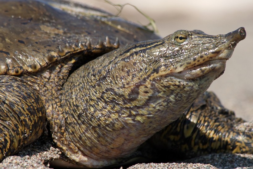 Spiny softshell turtle