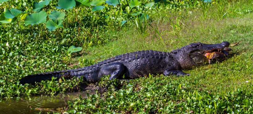Adult spiny softshell turtles have few natural predators and are only killed by humans and (American) alligators. Spiny softshell turtle eaten by american alligator, Brazos Bend Park, Texas