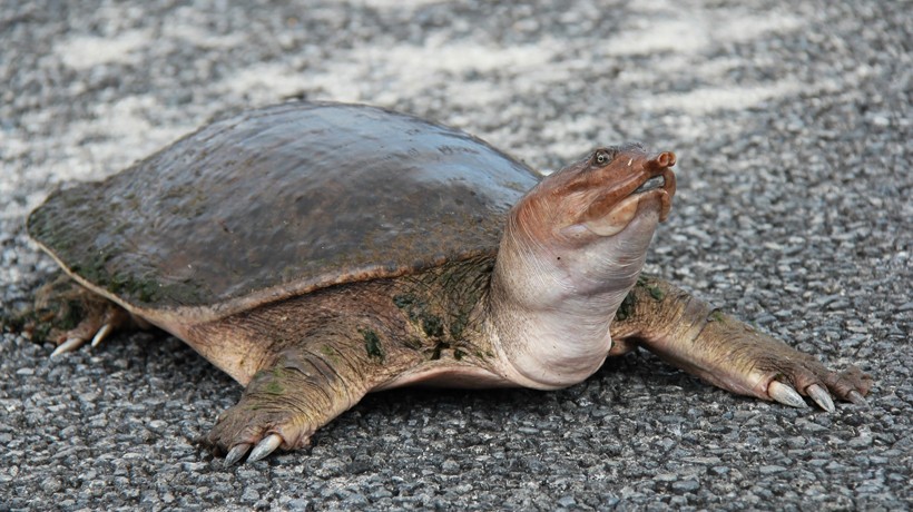 Spiny softshell crossing road, Everglades National Park Florida Lacking teeth, turtles may eat small rocks that help to pulverize the food in their stomach