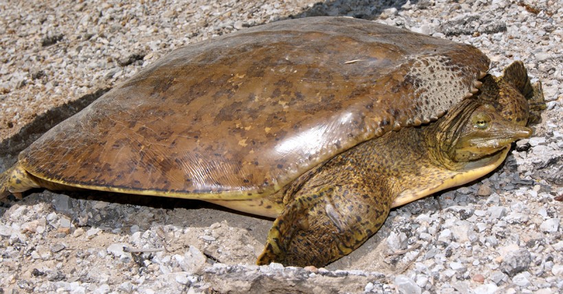 Female spiny softshell turtle