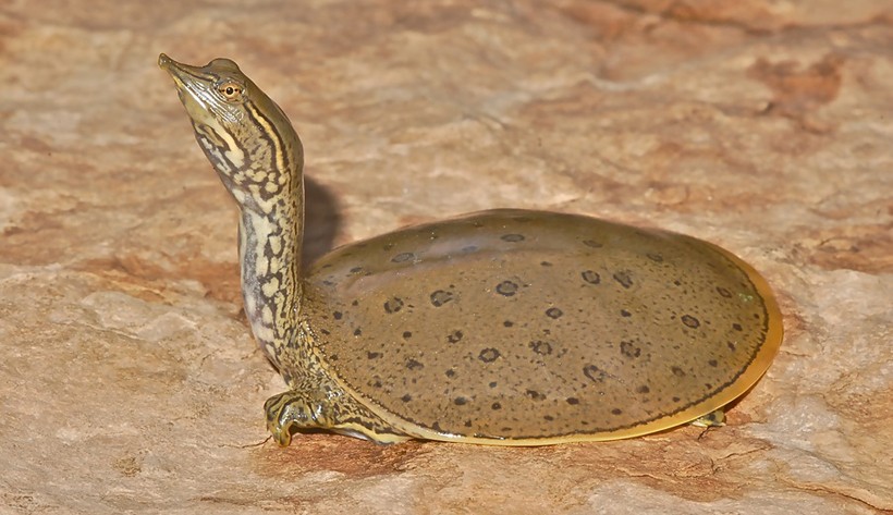 Apalone spinifera aspera Gulf Coast Spiny Softshell Turtle, Apalone spinifera aspera