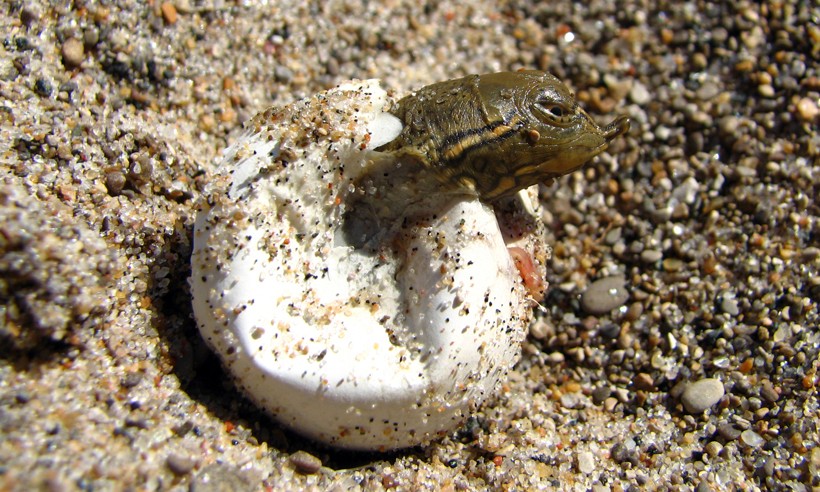 Spiny softshell turtle hatchling