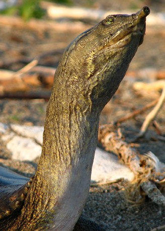 The spiny softshell turtle possess an incredible long neck