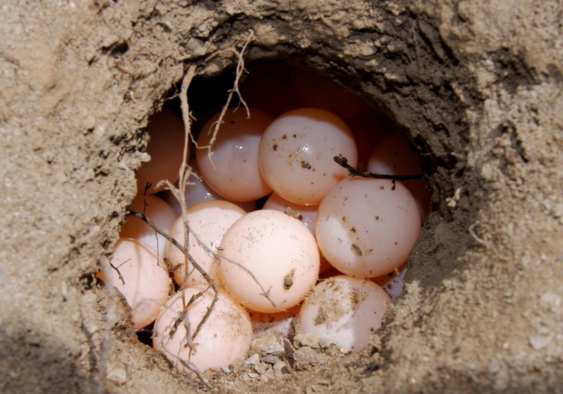 Spiny softshell turtle eggs