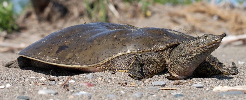 For basking and nesting, spiny softshell turtles need sandy areas that are nearby water.