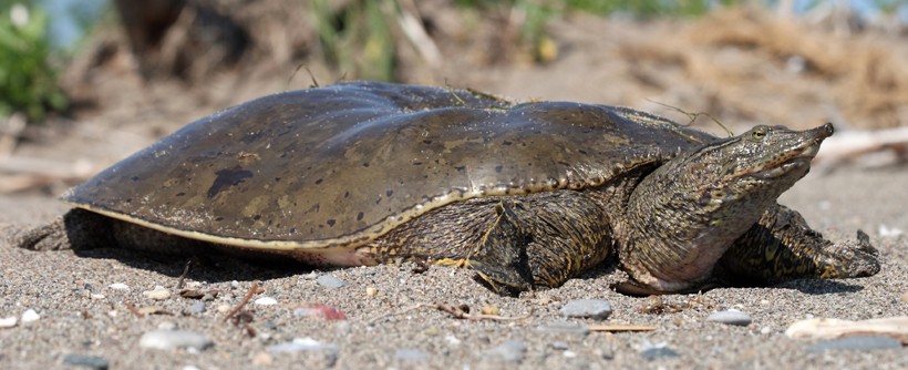 Open habitats with little vegetation and a muddy bottom are favored by these turtles. For basking and nesting, spiny softshell turtles need sandy areas that are nearby water.