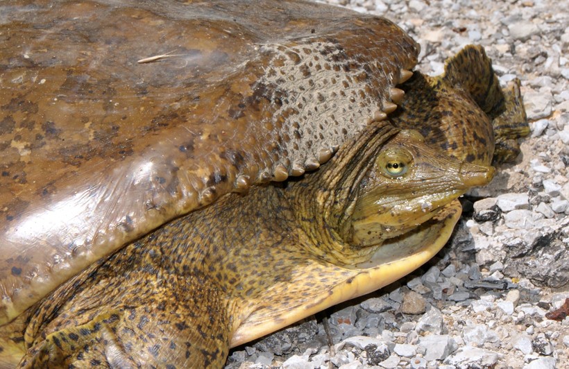 The most distinct feature of spiny softshell turtles is the presence of small bumps on both sides of the nose, known as the nasal septum lateral ridge. Spiny softshell turtles have long, tapered pinocchio-noses that contain ridges.