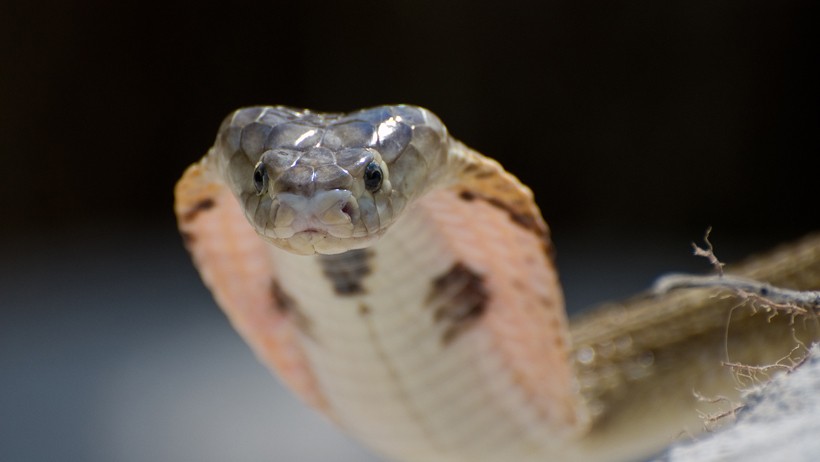 Anatomy of the spitting cobra