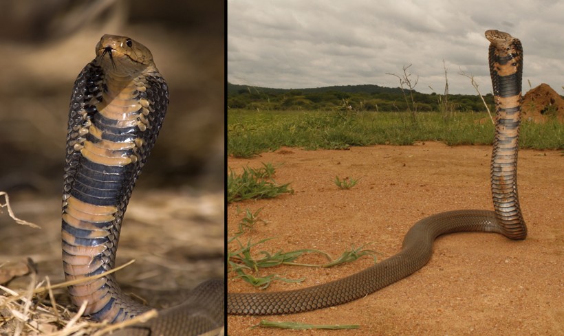 Mozambique spitting cobra