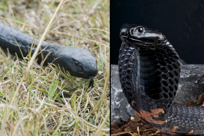 Black-necked spitting cobra