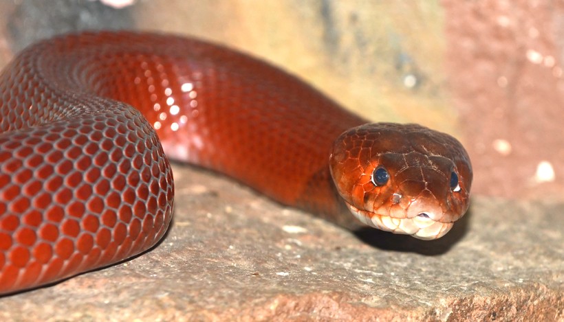 Red spitting cobra